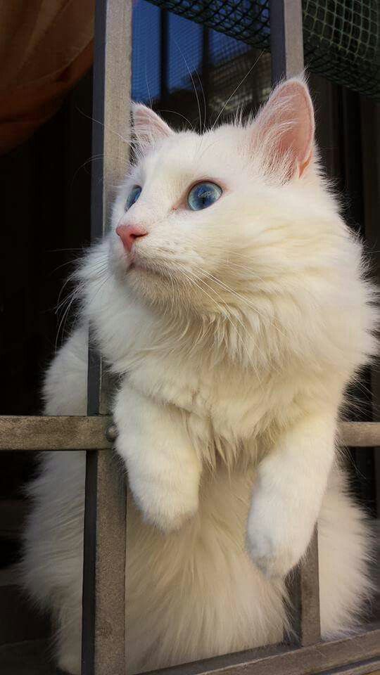 cat 1
