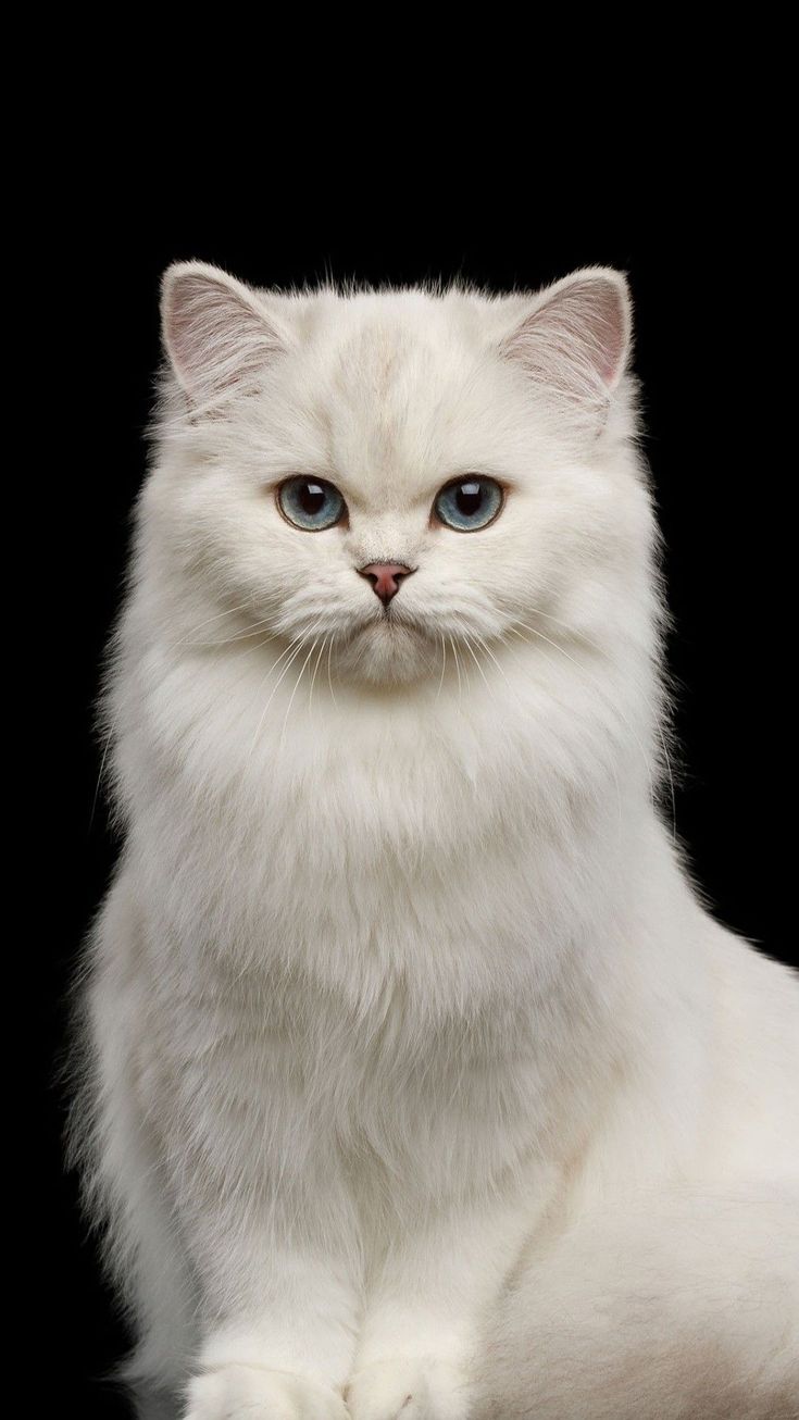 cat 2