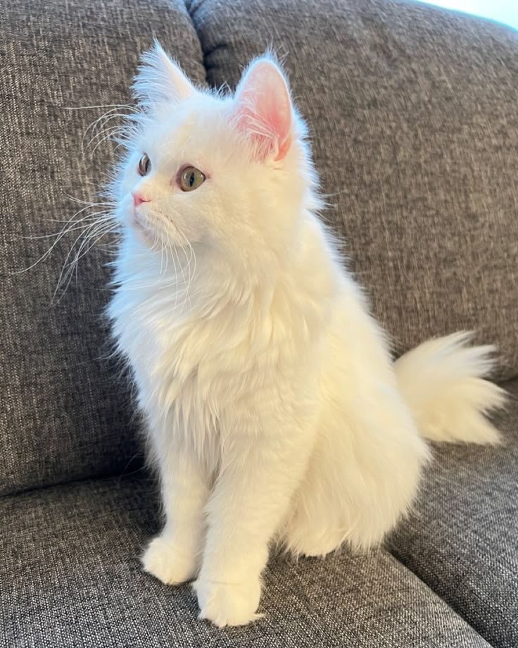 cat 3