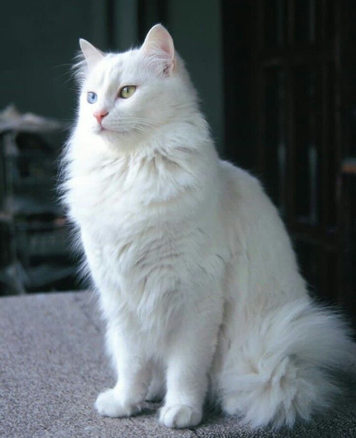 cat 4